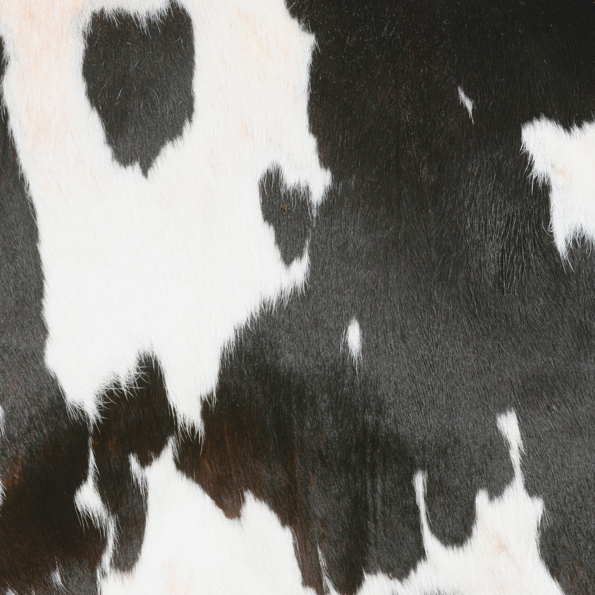 Animal Print - Black & White Cow Print