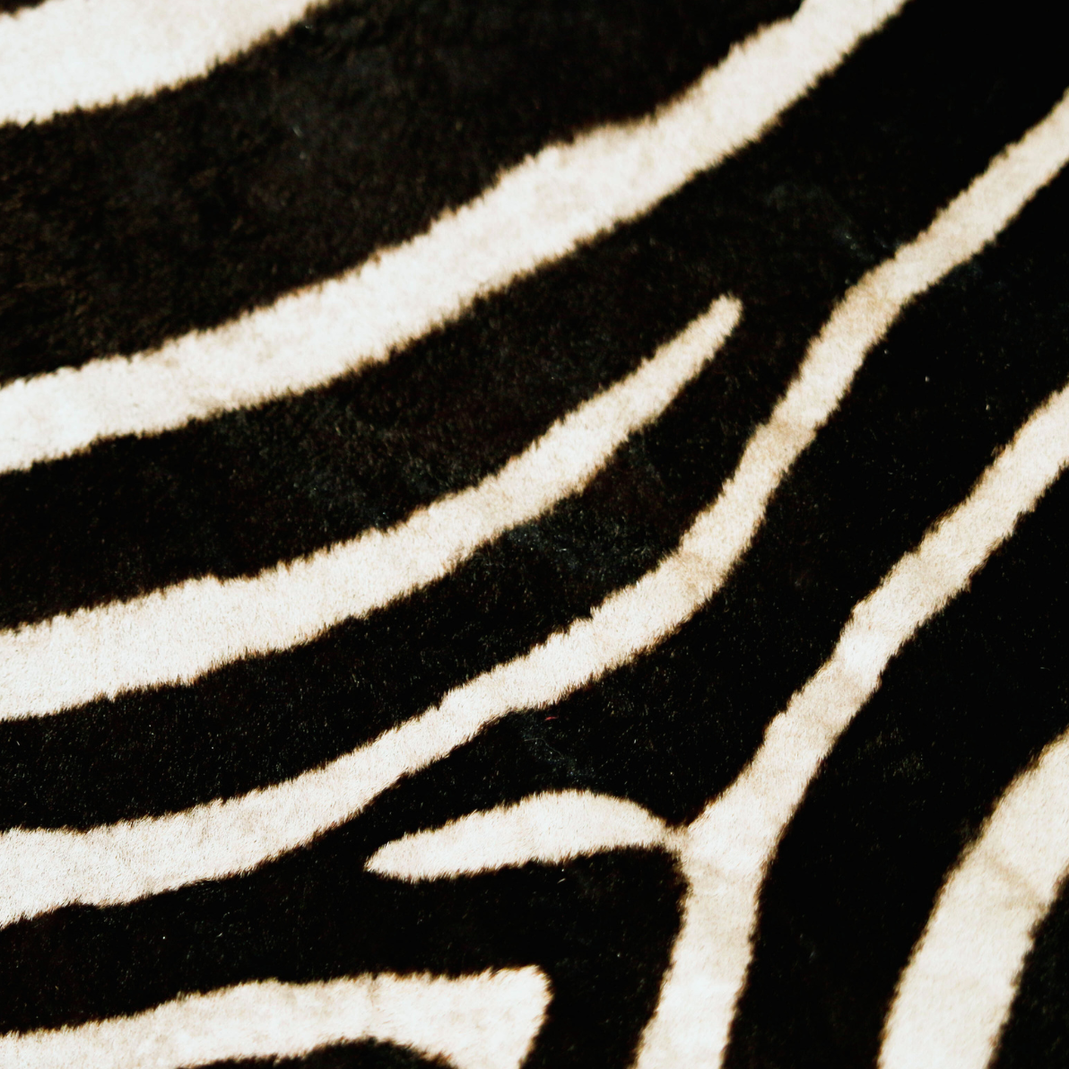 Animal Print - Zebra