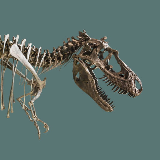 Dinosaur Prints - Dino Bones