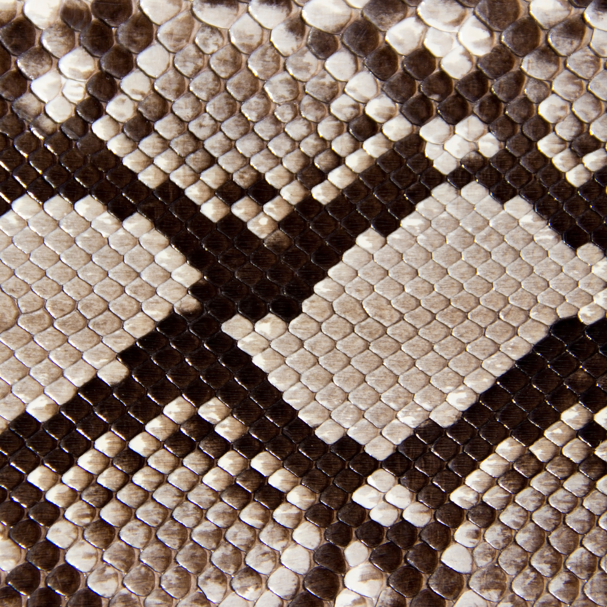 Animal Print - Snake